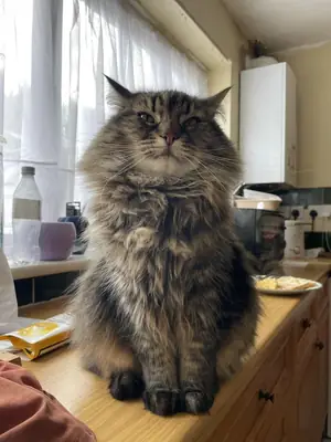 kendi halinde kedi, sessiz ev lazım