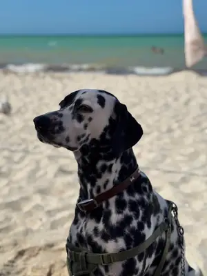 ilk başta bir hevesle aldık ama düzeni kuramadık