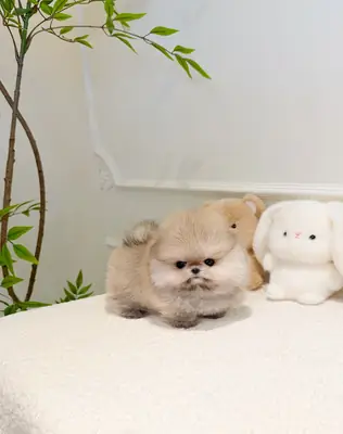 可爱的博美犬小狗准备好迎接永远的家庭
