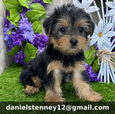 Yorkshire Terrier Puppies