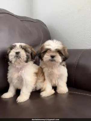 有可用的西施犬幼犬