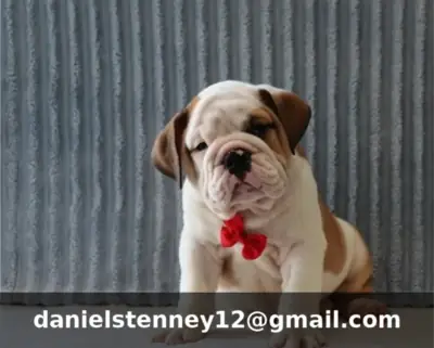 Şişman İngiliz Bulldog Yavruları