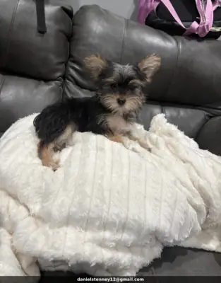 美丽的约克夏犬幼犬