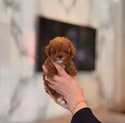 可爱的训练有素的贵宾犬准备好迎接一个充满爱的永久家园。