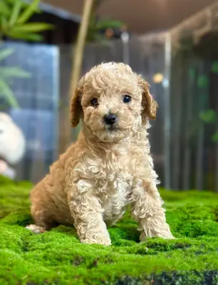 可爱的贵宾犬待领养