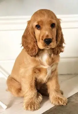 Akc Cocker puppy 