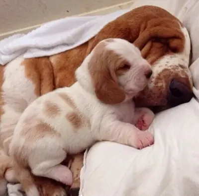 Cachorro basset hound AKC