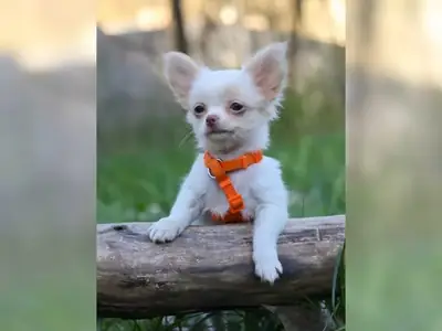 在CKC注册的吉娃娃幼犬 联系我 (vanessamy922 @ g mail.com)