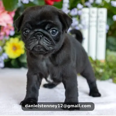 Pug Puppies Available