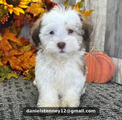 Havanese puppies