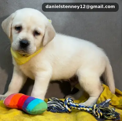 Labrador Retriever Puppies
