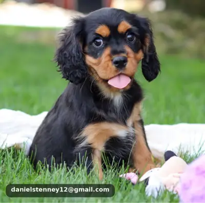 Cavalier King Charles Spaniel Puppies