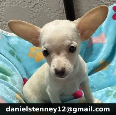 Chihuahua Puppies