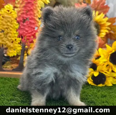 Pomeranian Puppies