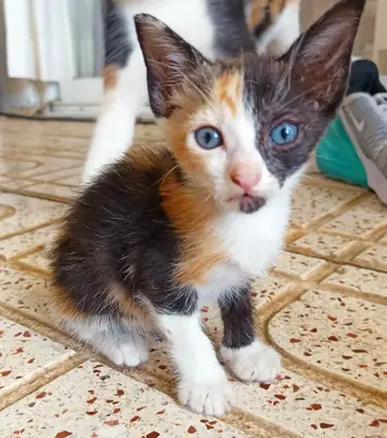 Adorable chaton tricolore