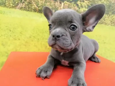 蓝色公法国斗牛犬幼犬 4389 ****