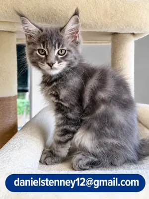 Beautiful, typical Maine Coon kittens