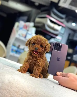 🐩💕 可爱的宠物小伙伴