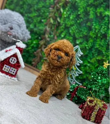 Aşk dolu Poodle