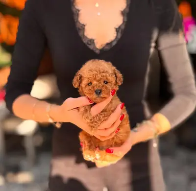 🐾 Усыновите пуделя и получите лучшего друга! 🐩💖