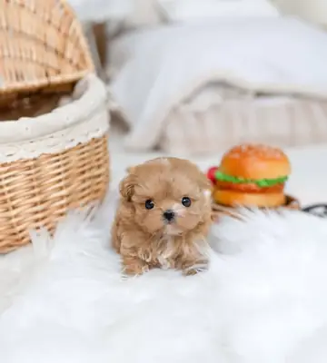 Игривая Мальтипу для усыновления 🐕