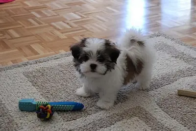 Chiots Shih Tzu pour un bon foyer Contactez-moi pour plus d'informations (vanessadominika6 @ gmail . com)