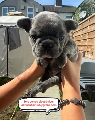 Cachorros de bulldog francés de 5 semanas para adopción