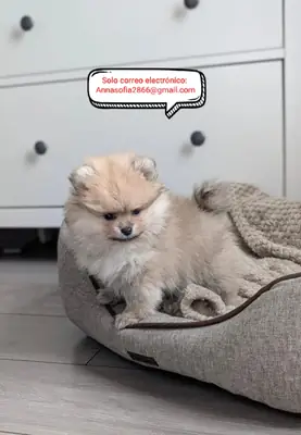 Cachorros de Pomerania para adopción