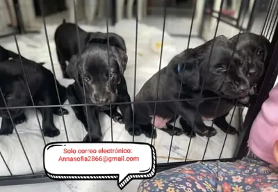 拉布拉多寻回犬幼犬待领养