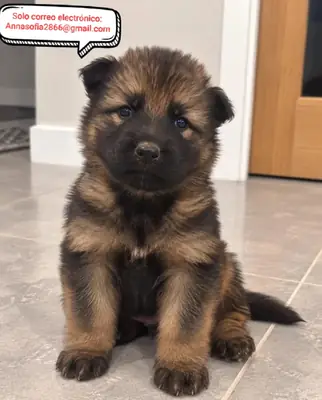 Alman çoban köpeği yavruları yeniden yerleştirme