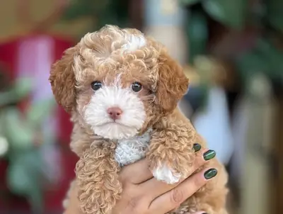 可爱的贵宾犬 🐕🎁