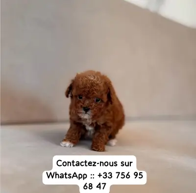 贵宾犬准备找到一个特别的永久家。