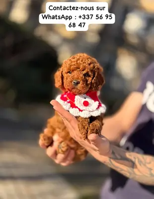 TOY PUDEL - COCO