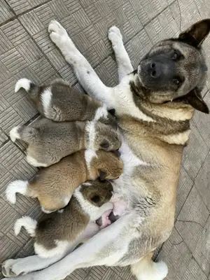 Chiots Akita Américain X5