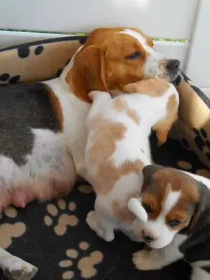 冠军比格犬幼犬