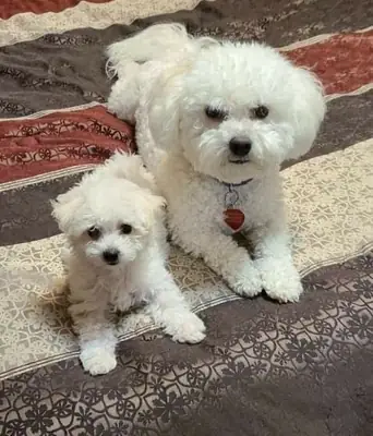 Pedigree Dl Reg Bichon Frise - Male Stud 
