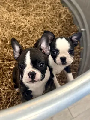 Erkek Mavi Boston Terrier ABD Kan Hattı