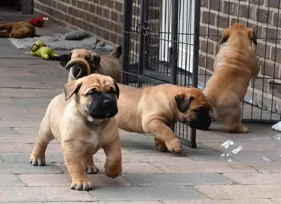 Quality Bullmastiff Available For Stud 