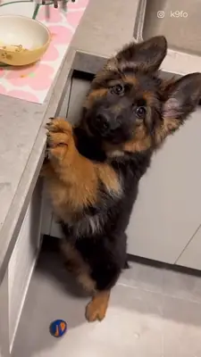 Kc Alman Çoban Köpeği Yavruları