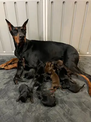 Truly Gorgeous Doberman Pups With Superb Breeding