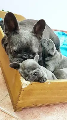 Harika Fransız Bulldogları Seçkisi