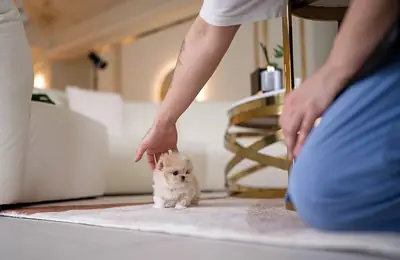 适合爱心家庭的可爱马尔济斯贵宾犬