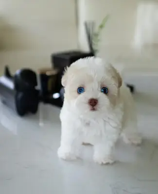 Chiot Maltipoo amical à adopter