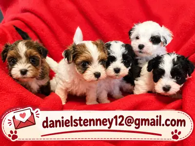Beautiful chocolate Havanese puppies