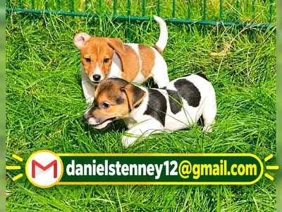 Beautiful Jack Russell puppies