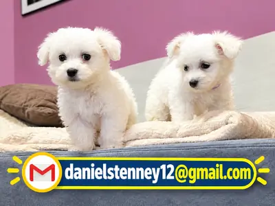两只漂亮的马尔济斯犬幼犬