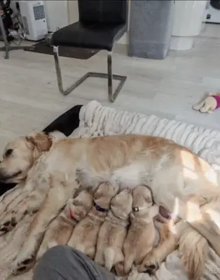 Mark Flanagan & Valerie Rochard  Golden Retriever Age 9 weeks old 