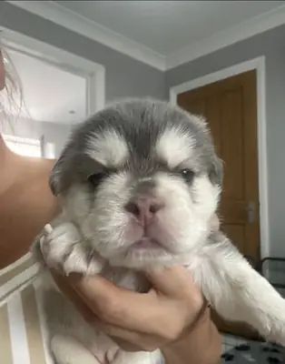 🐾 FRENCH BULLDOG PUPPIES — READY FOR THEIR FOREVER HOMES 