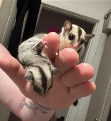 Male and female sugar gliders 5 weeks old 