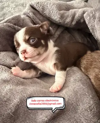 3周 吉娃娃幼犬待领养